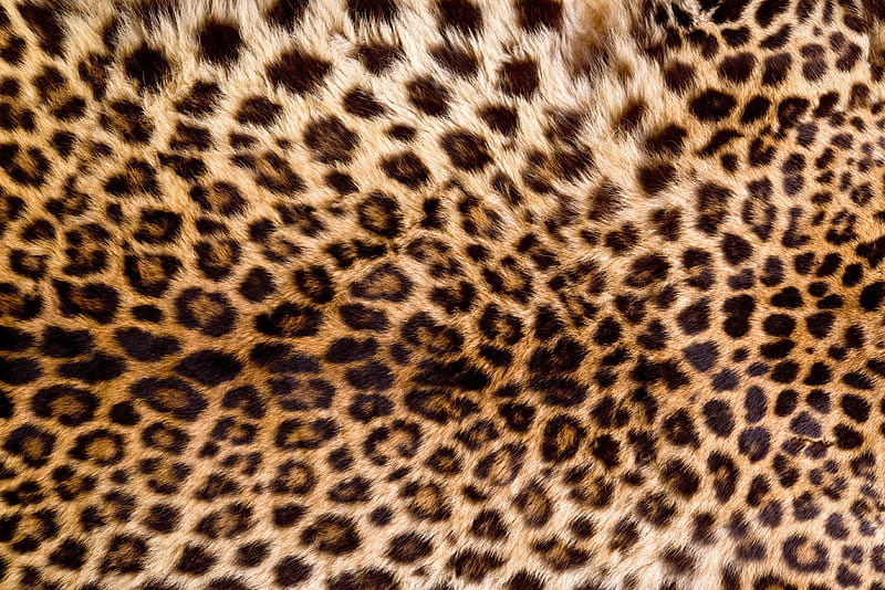 leopard, animal, fur, leopards, skin, HD wallpaper