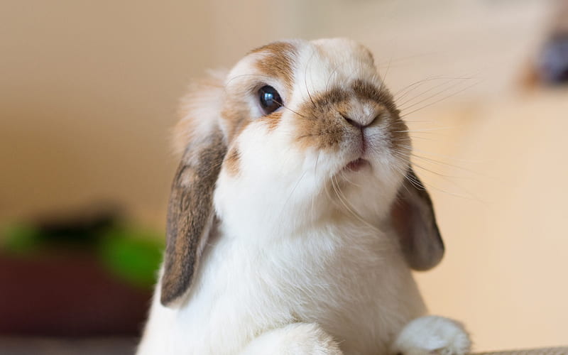 rabbit, cute animals, white ears, fluffy white rabbit, HD wallpaper