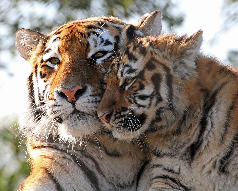 Tigers, cute, big cat, cub, tiger, tigru, mother, animal, couple, HD wallpaper