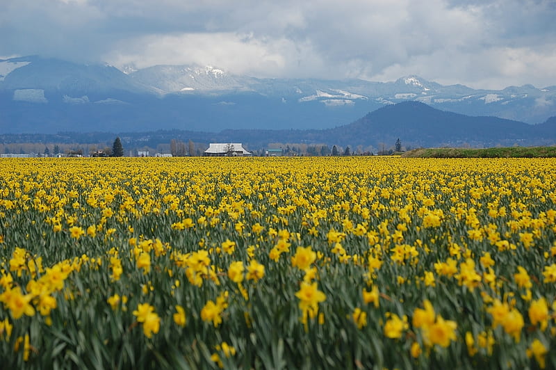 daffodils, flowers, field, mountains, HD wallpaper