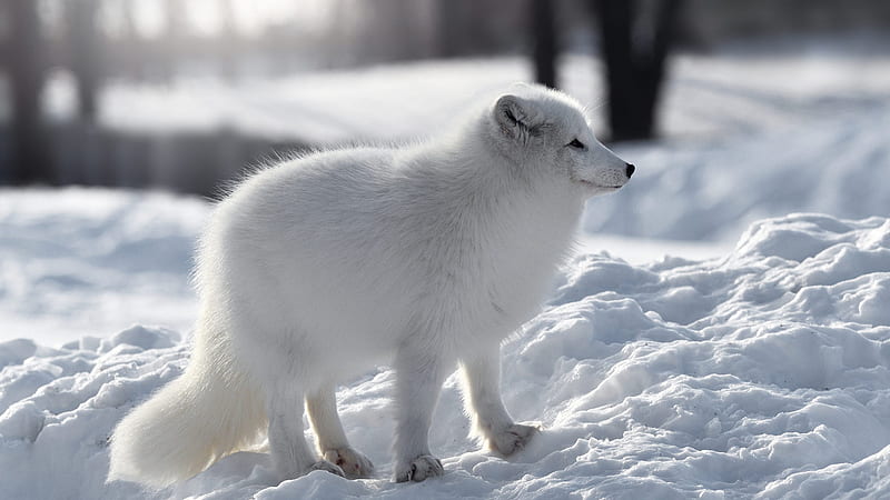 A White Fox Is Standing On White Snow Animals, HD wallpaper
