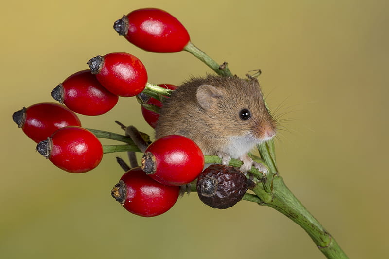 Harvest mouse, mouse, fruit, red, little, berry, rodent, soricel, animal, HD wallpaper
