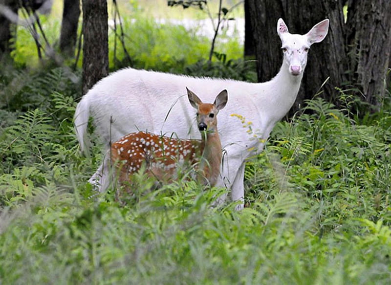 Albino Doe And Regular Fawn, Spots, Albino, Doe, Trees, Brown, Forest, Fawn, HD wallpaper