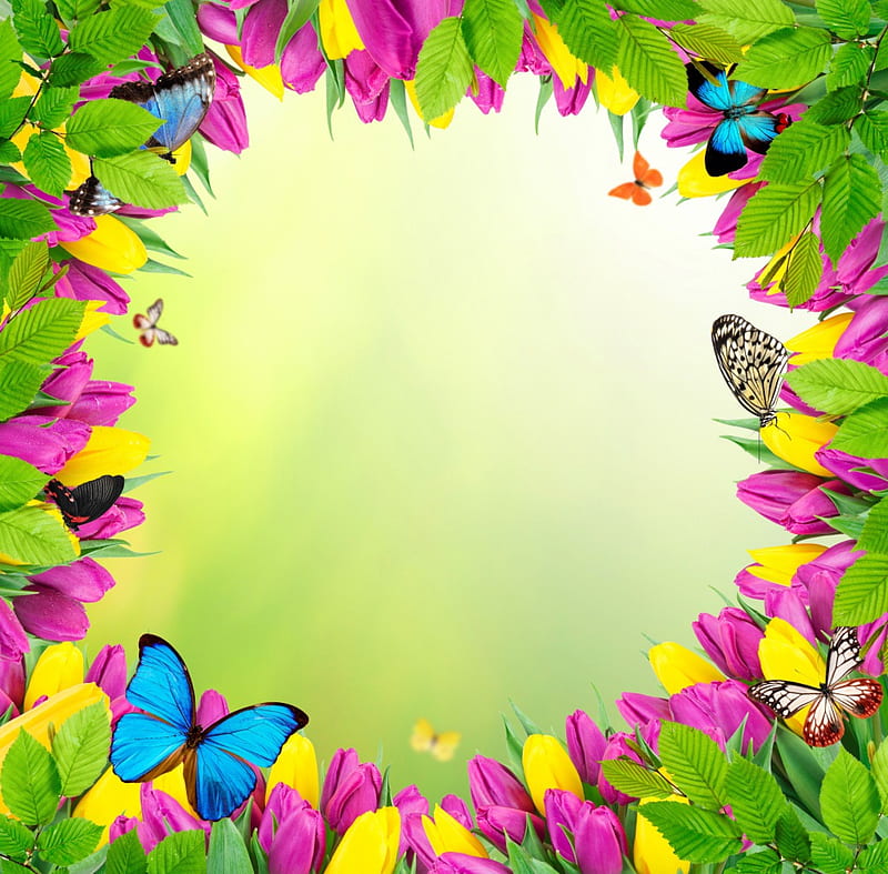 Flowers & Butterflies, colorful, frame, flowers, spring, butterflies, tulips, HD wallpaper