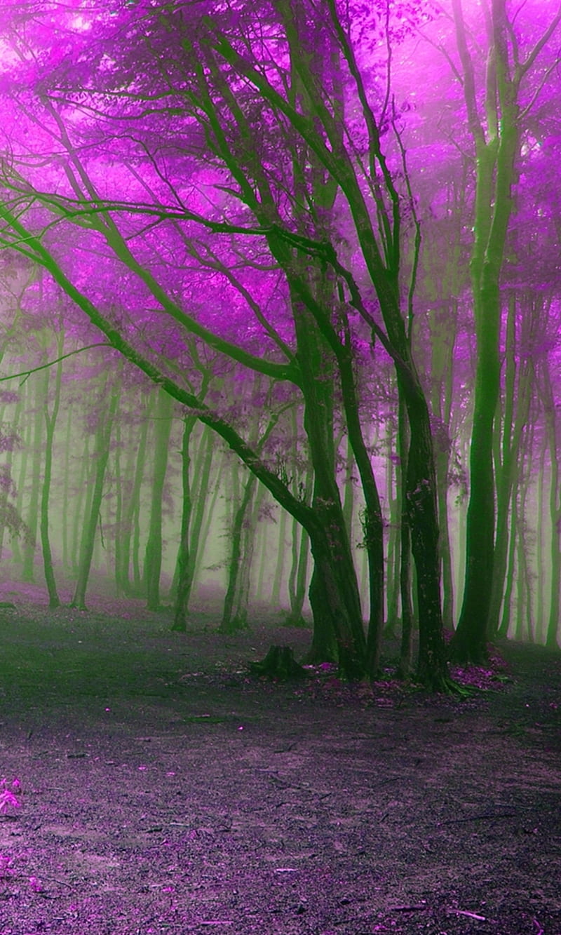 purple forest, forest, landscape, mist, nature, new, nice, purple, HD phone wallpaper