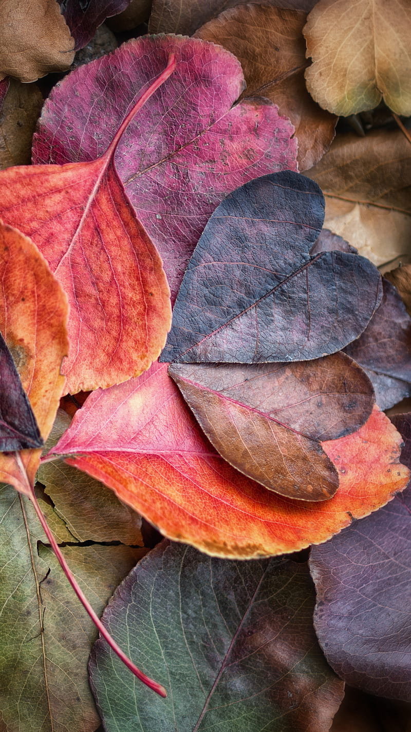 Leaves, autumn, heart, HD phone wallpaper
