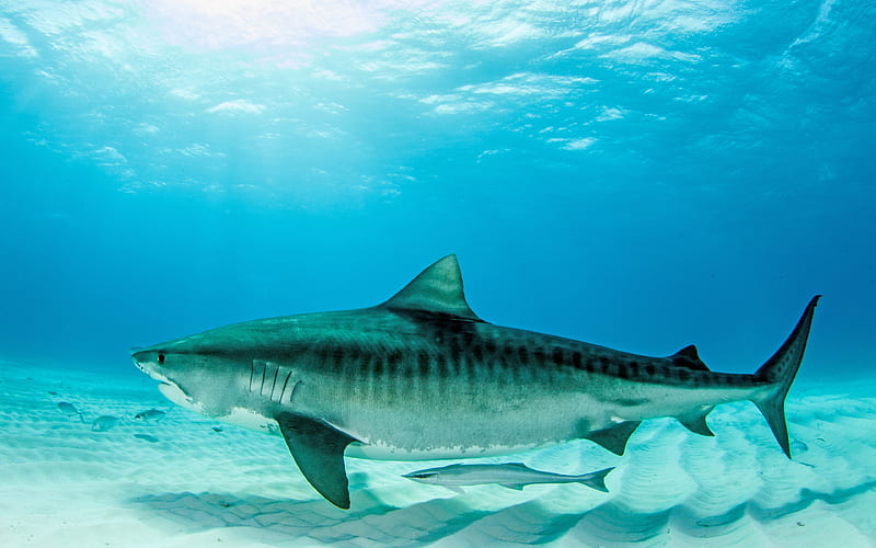 tiger shark underwater world, sea bottom, predator, sharks, save sharks, HD wallpaper