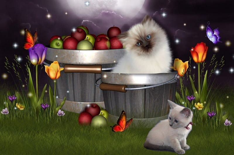 Cute Cats, apples, colors, adorable, pail, cute, moon, Buckets, butterfly, Cats, digital, flowers, HD wallpaper