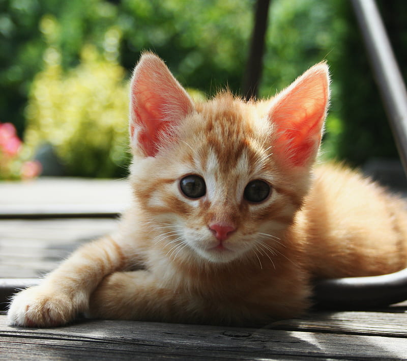 cute orange tabby cats