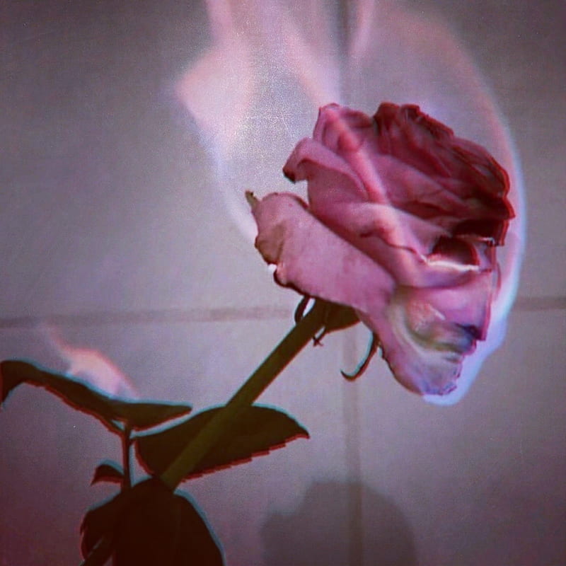 Rose Burner, flower, sad, sadness, HD phone wallpaper
