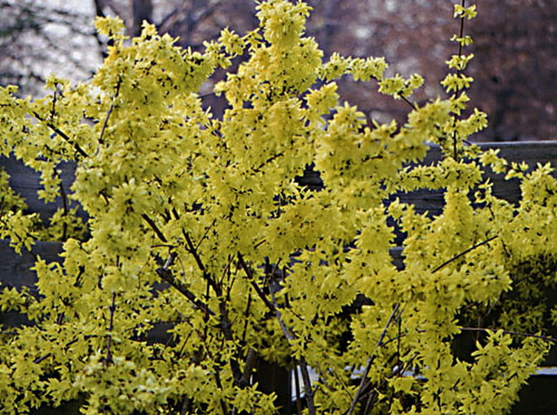 GOLDEN BELL TREE, pretty, flowers, tree, golden, HD wallpaper | Peakpx