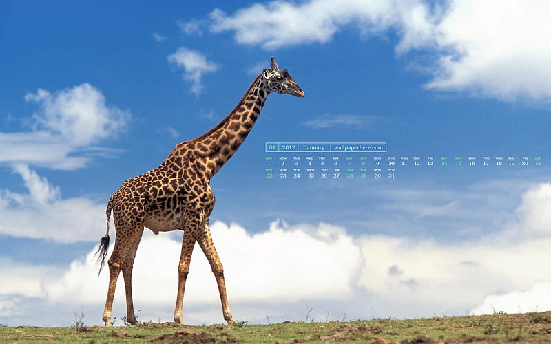 Giraffe-January 2012 calendar themes, HD wallpaper