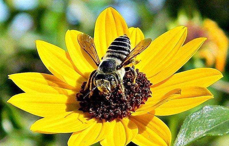 Bee and flower, pretty, cool, flower, yellow, nature, Bee, HD wallpaper