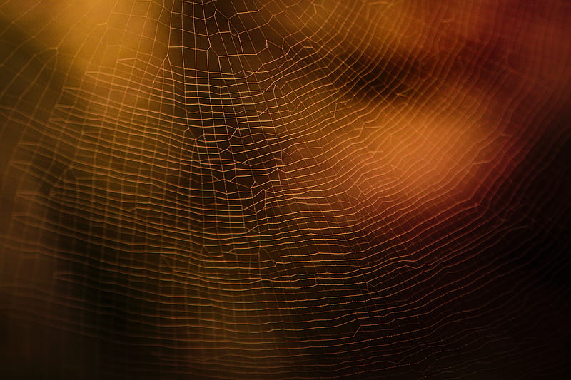 spider web, macro, blur, HD wallpaper