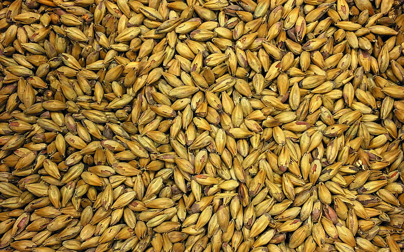 Barley textures, macro, cereal textures, brown backgrounds, Barley, grain textures, background with barley, HD wallpaper