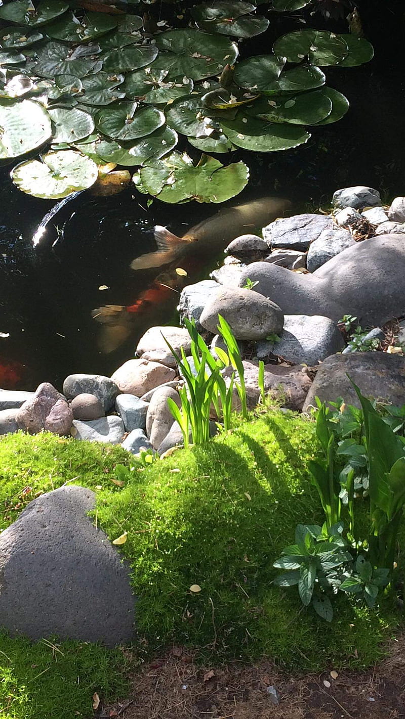 Wandering Koi, fish, lily, lilypad, pad, pond, water, zen, HD phone wallpaper