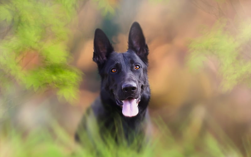 Black German Shepherd, bokeh, dog on a walk, cute animals, German Shepherd, dogs, black dog, German Shepherd Dog, HD wallpaper