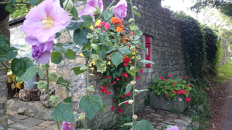 Hollyhocks, Garden, Flowers, Nature, Cottage, HD wallpaper