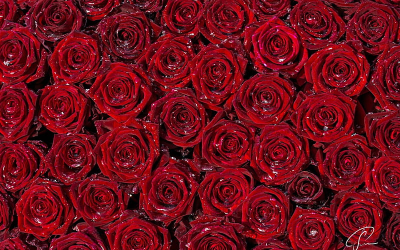 Roses, red, rose, flower, valentine, skin, carpet, HD wallpaper