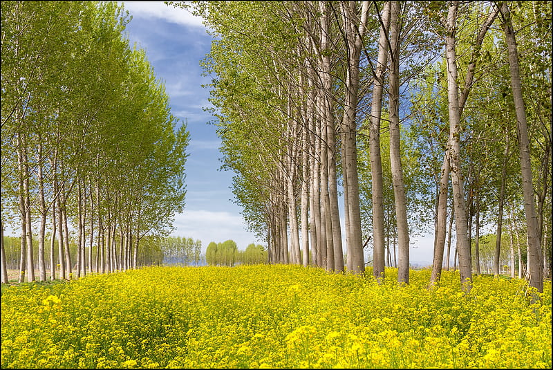 Young poplar forest, , graphy, forests, backgrounds, beauty, early, summer, trees, autumn, poplars, nature, late, HD wallpaper