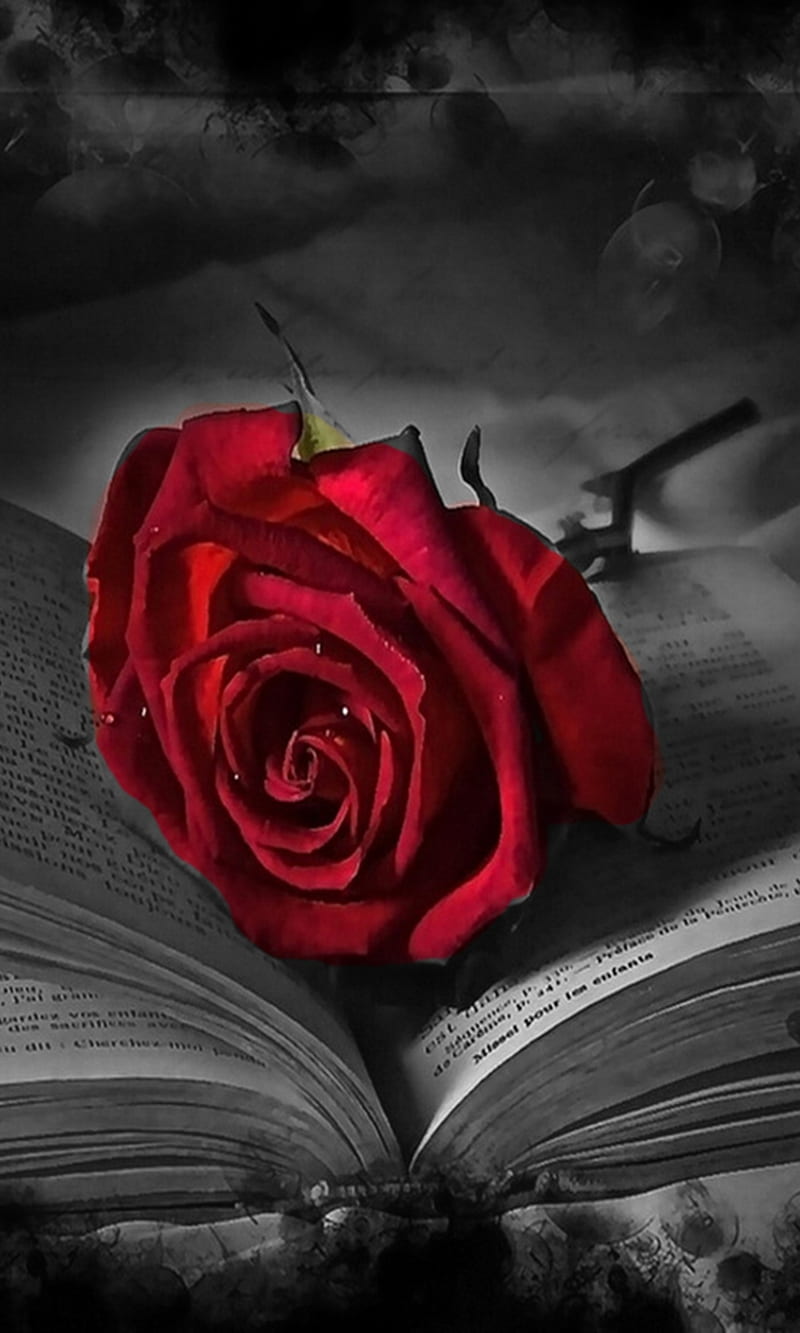 red rose, book, flower, love, new, nice, pages, HD phone wallpaper