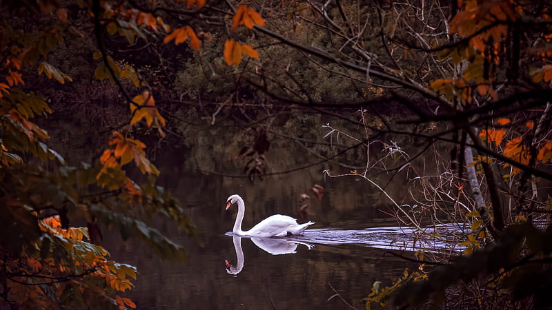 White Swan Is Swimming On Water Animals, HD wallpaper