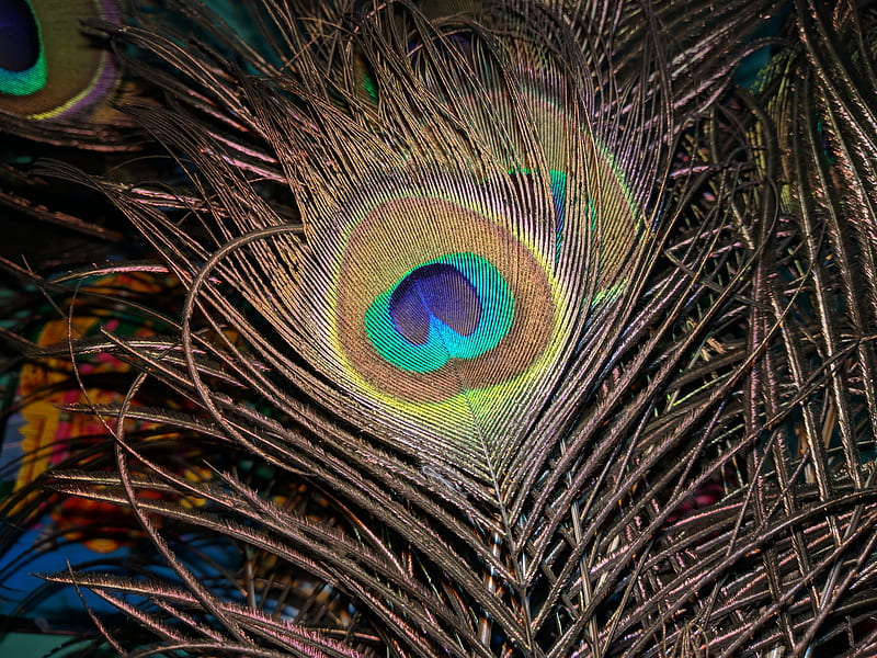 Peacock feather, real, HD wallpaper | Peakpx