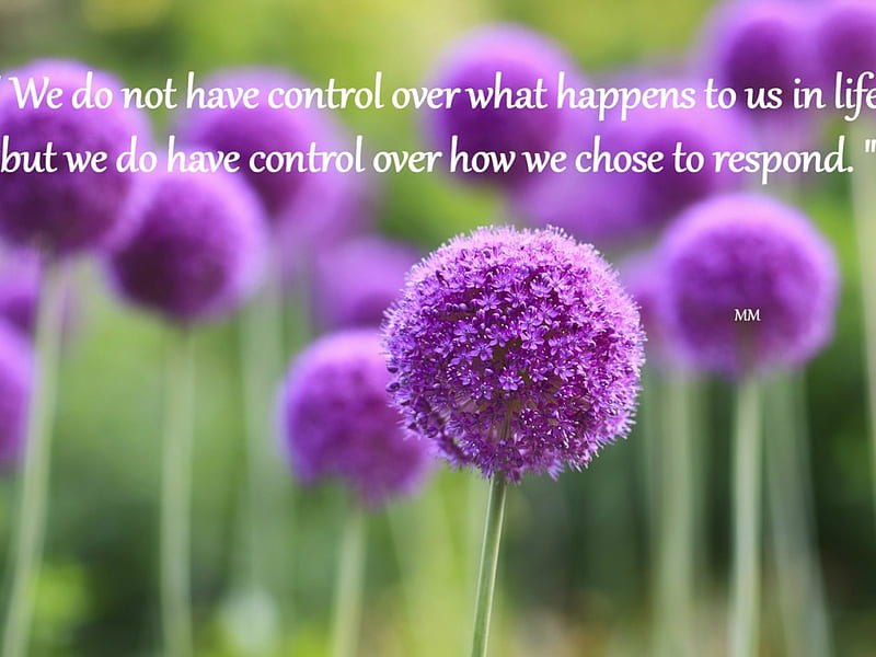 Control, Words, Purple flower, nature, Thoughts, Flowers, Quotes, HD wallpaper
