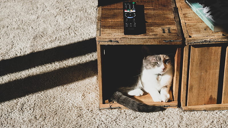 Black White Cat Is Sitting Inside Wood Box Cat, HD wallpaper