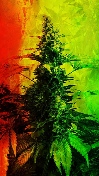 zeus plant 2, 420, cannabis, color, colors, jamaican, marijuana, ragga, rasta, themes, HD phone wallpaper