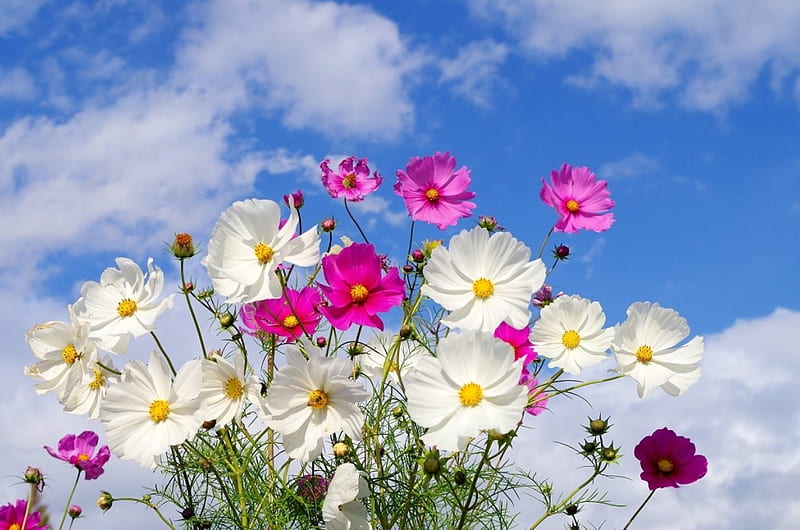 Summer Flowers, digital, blossoms, petals, clouds, sky, artwork, cosmea, HD wallpaper