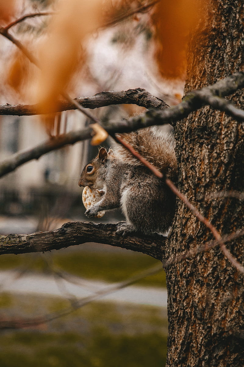 squirrel, cookie, tree, branches, beast, wildlife, HD phone wallpaper