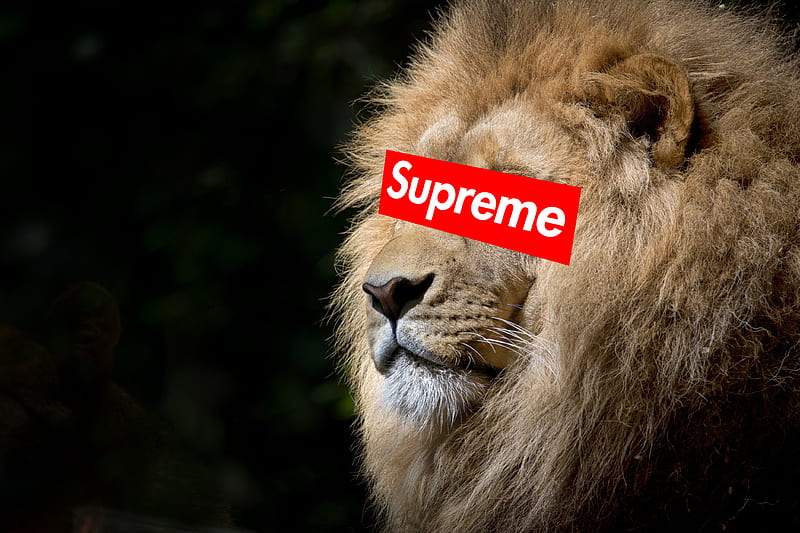 Supreme Lion, animals, brands, face, lions, logos, HD wallpaper