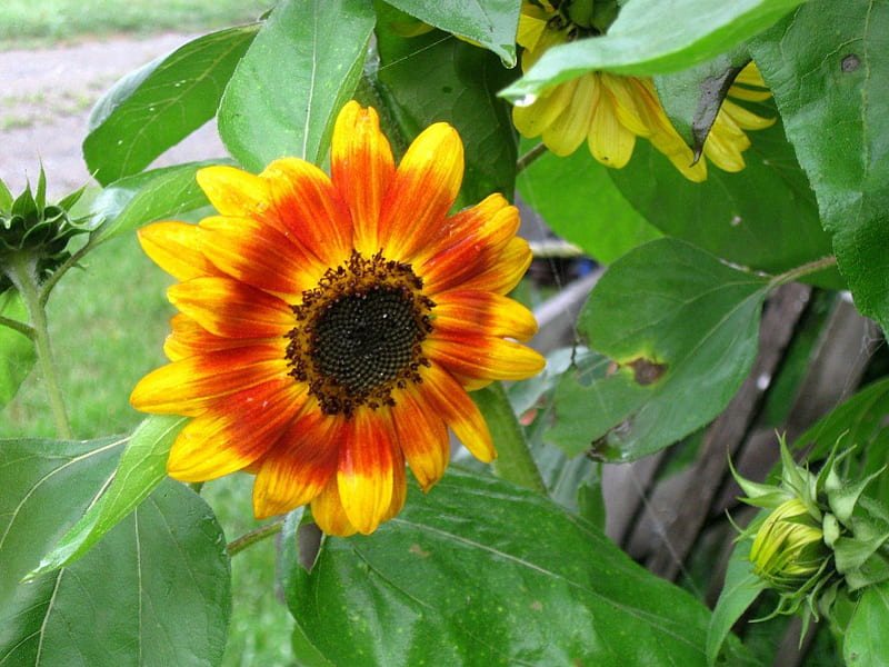 Vivid Sunflower, autumn flowers, autumn, country garden, colourful flower, orange sunflower, yellow, sunflower, heritage sunflower, flower, fall flowers fall, HD wallpaper