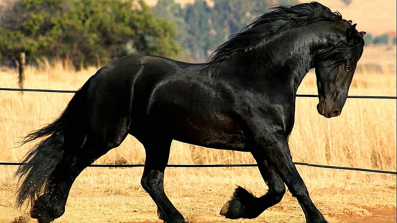 Caballo negro con superficial de paisaje y árboles caballo, Fondo de  pantalla HD | Peakpx