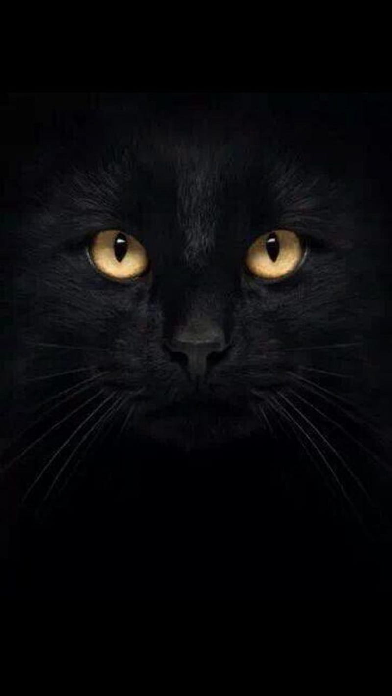 1080P free download | Black cat, HD phone wallpaper | Peakpx