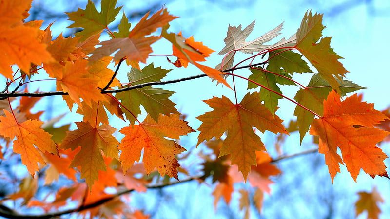 Maple Leaves Branches, leaves, nature, HD wallpaper