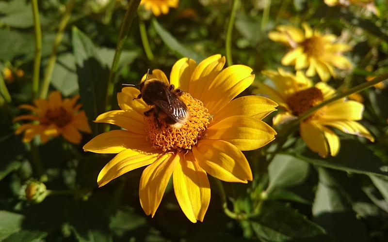 Bumblebee on Flower, yellow, flower, Latvia, bumblebee, macro, HD wallpaper
