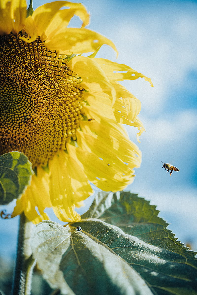 sunflower, bees, flower, petals, macro, HD phone wallpaper