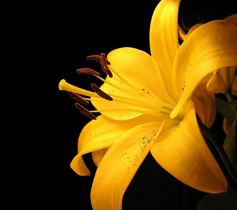Yellow Lilies, bloom, blossom, bright, floral, flowers, lilly, nature, plant, scent, HD wallpaper