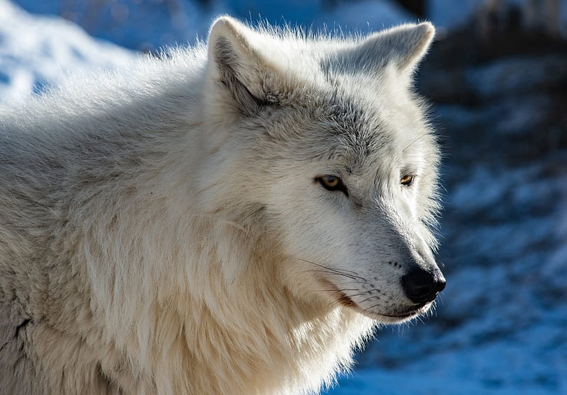 Closeup Arctic Wolf, Snow, Pose, Wolf, bonito, White, Wilderness, HD ...