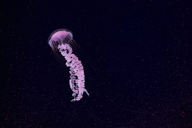 jellyfish, bonito, tentacle, particles, HD wallpaper