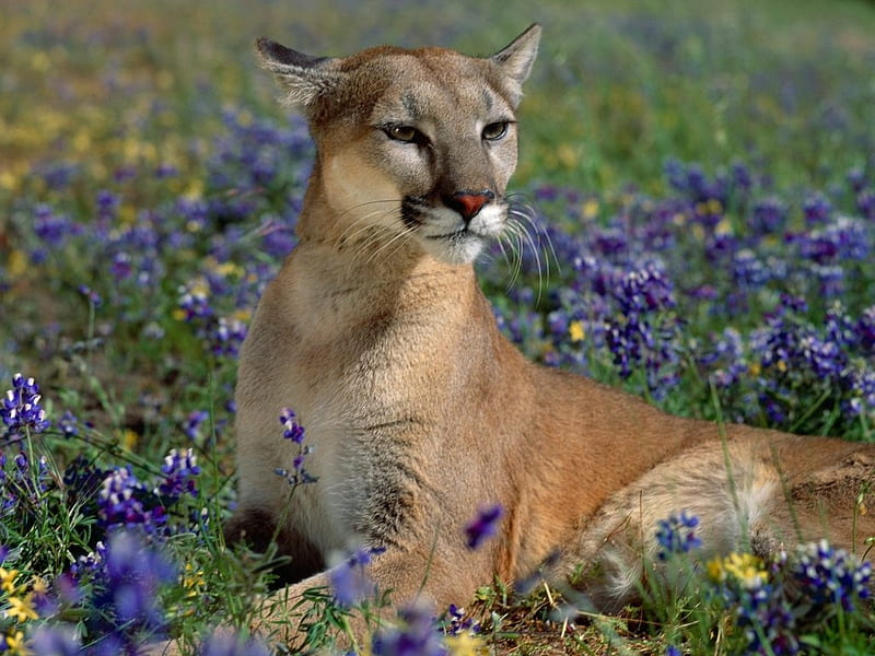 Cougar, Mountain Lion, Puma, Wild Cat Species, Wildlife, Wild Cats, HD wallpaper