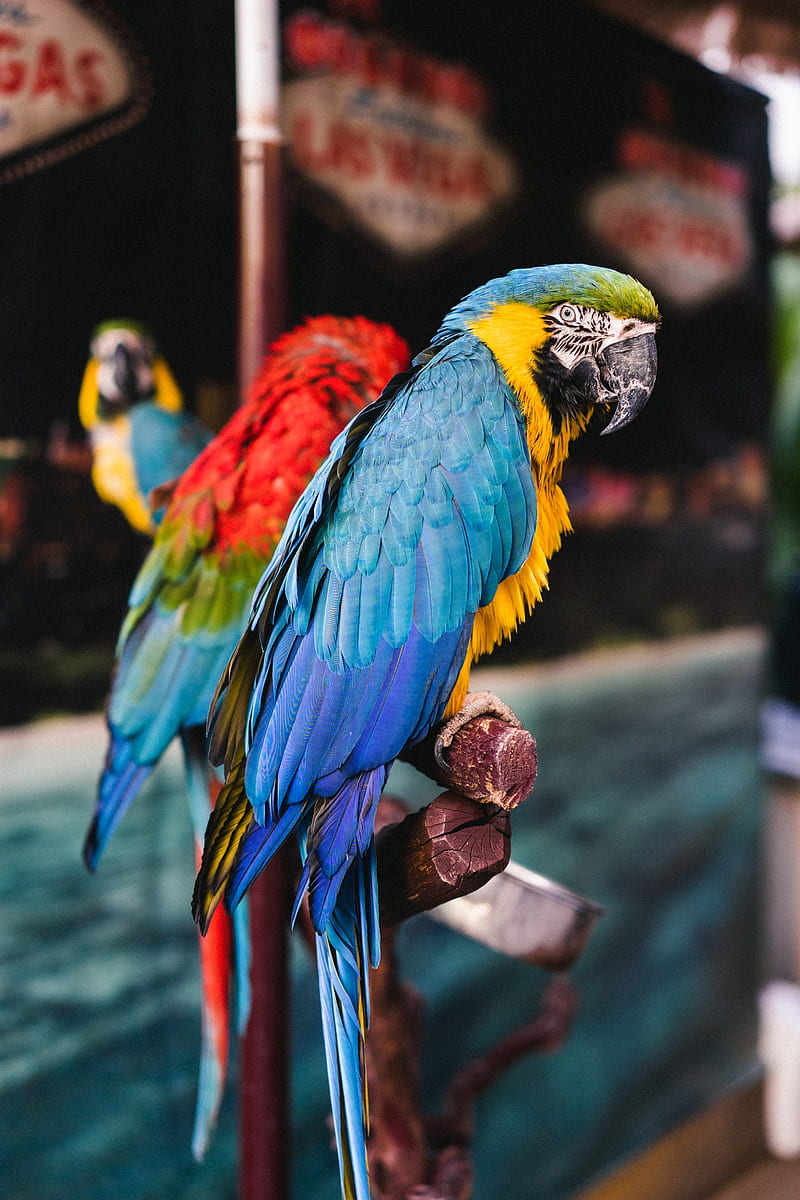 macaw, parrots, birds, colorful, HD phone wallpaper