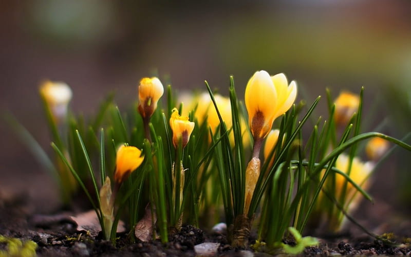 lovely yellow crocuses, lovely, crocuses, flowers, yellow, nature, spring, HD wallpaper