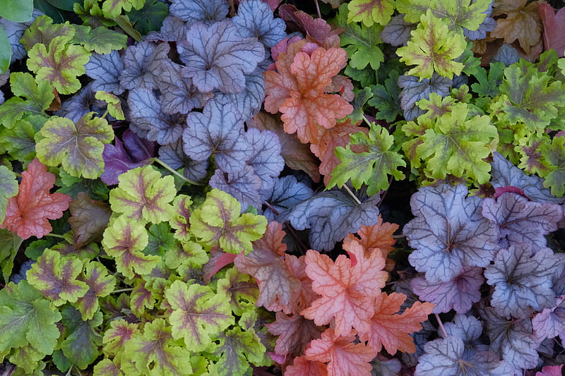 green, orange, and violet leafy plants, HD wallpaper