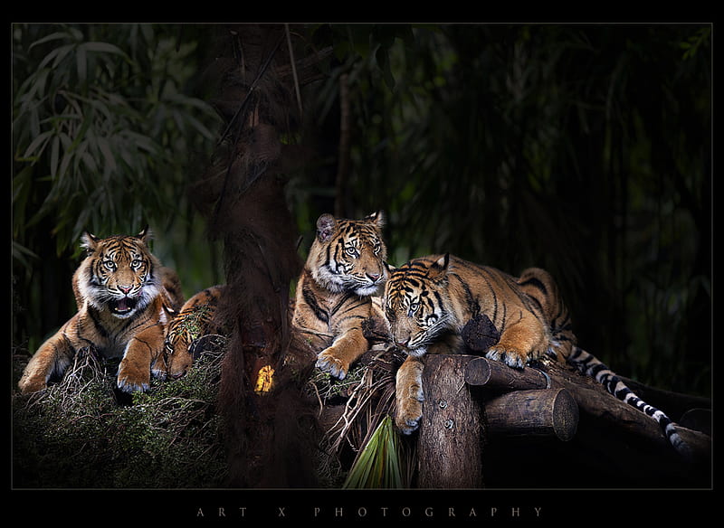 brothers and sisters, family, graphy, jungle, nature, tiger, animals, HD wallpaper