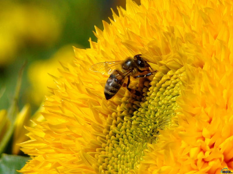A bee collecting pollen, flower, collecting, abee, pollen, HD wallpaper
