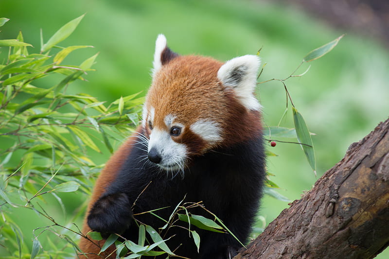 red panda, bamboo, cute, animal, HD wallpaper