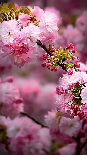 spring flower wallpaper